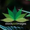 stock pot images; christine caldwell