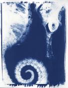 Christine Caldwell, Illuminated Negatives, Photogram, cyanotypes, Sea Horse