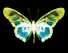 Christine Caldwell, Illuminated Negatives, Butterfly, Photogram